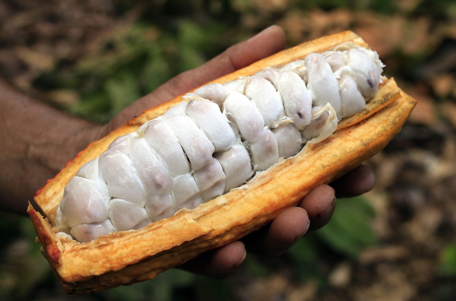 Fruto del cacao.