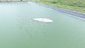 Una bandada de aves acuáticas revolotean cerca de una de las 'ballenas' en la PTAR La Milagrosa.