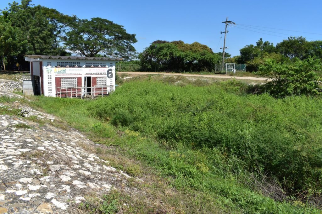 La dársena de la Estación 6 lleva años colmatada y los canales N9 y N10 están llenos de maleza.