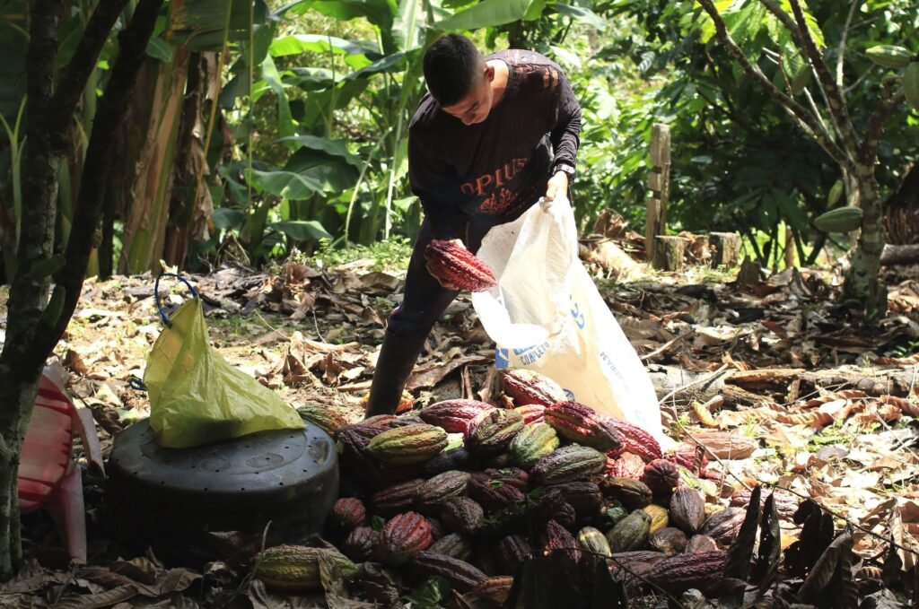 El cacao será el cultivo principal y será sembrado en medio de matas de plátano.