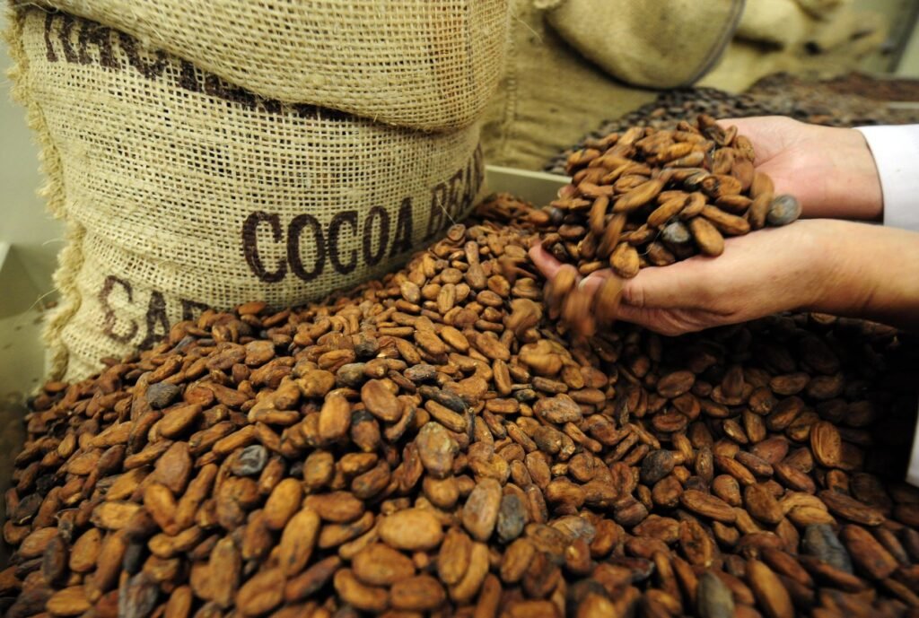 El cacao colombiano es de reconocimiento internacional por su calidad.