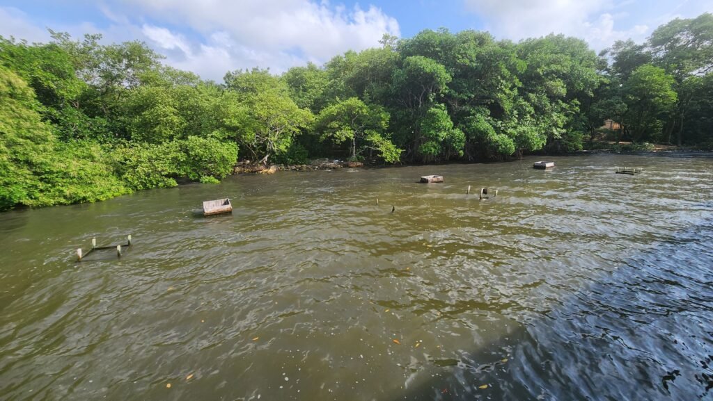 La Ciénaga de Mallorquín sigue siendo contaminada por aguas de alcantarillas.