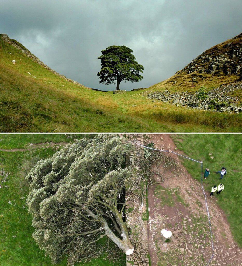 El Sycamore Gap, el centenario arce de más de 100 años, que fue talado al norte de Inglaterra.